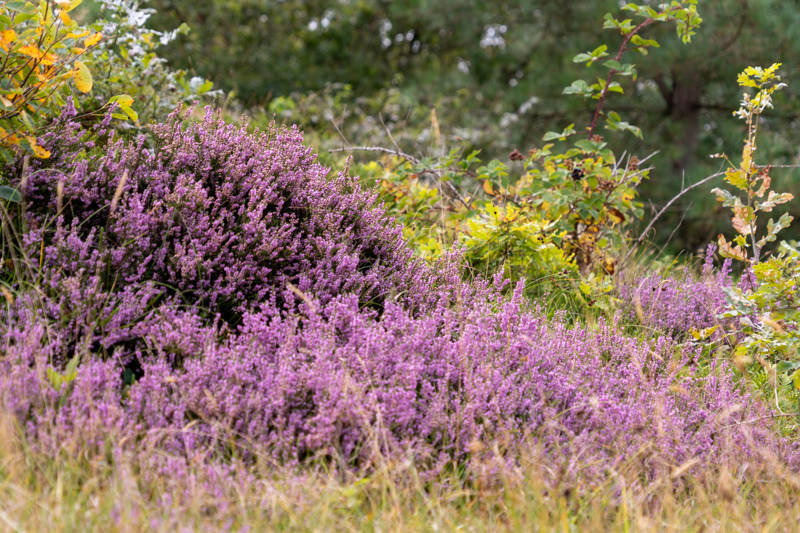 Detour Destination: Callantsoog als clevere Ausgangsbasis für Amsterdam